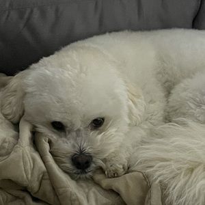 Meet your Posher, Vanousheh